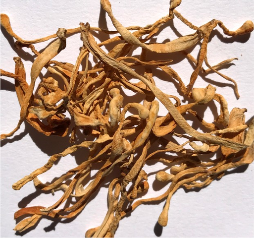 Functional Mushrooms 101: Types, Benefits, & More