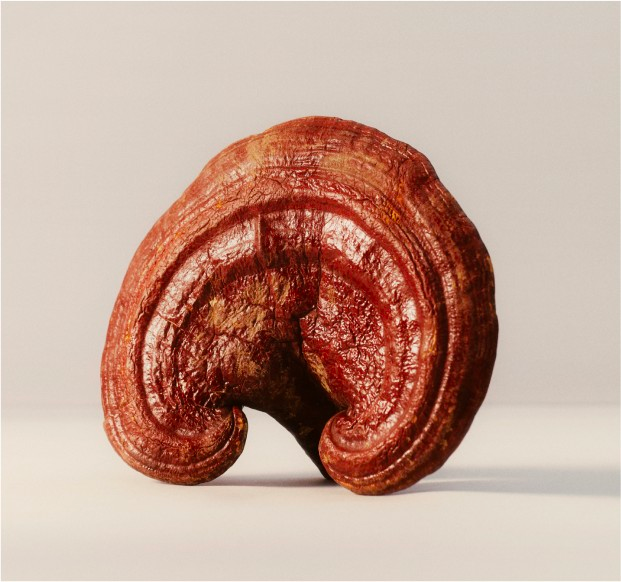The Benefits of Reishi Mushrooms for Your Skin